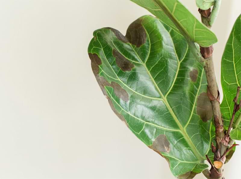 fiddle leaf fig tree healthy