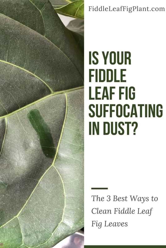 how to clean your fiddle leaf fig leaves