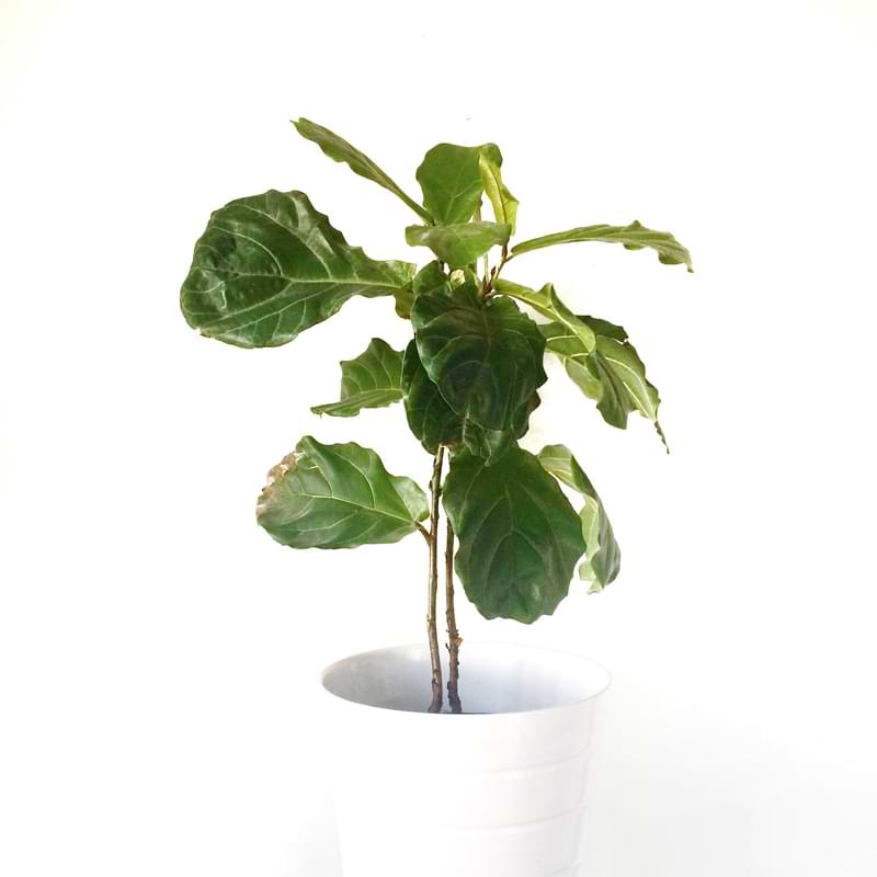 green house plant gardening fiddle leaf fig interi