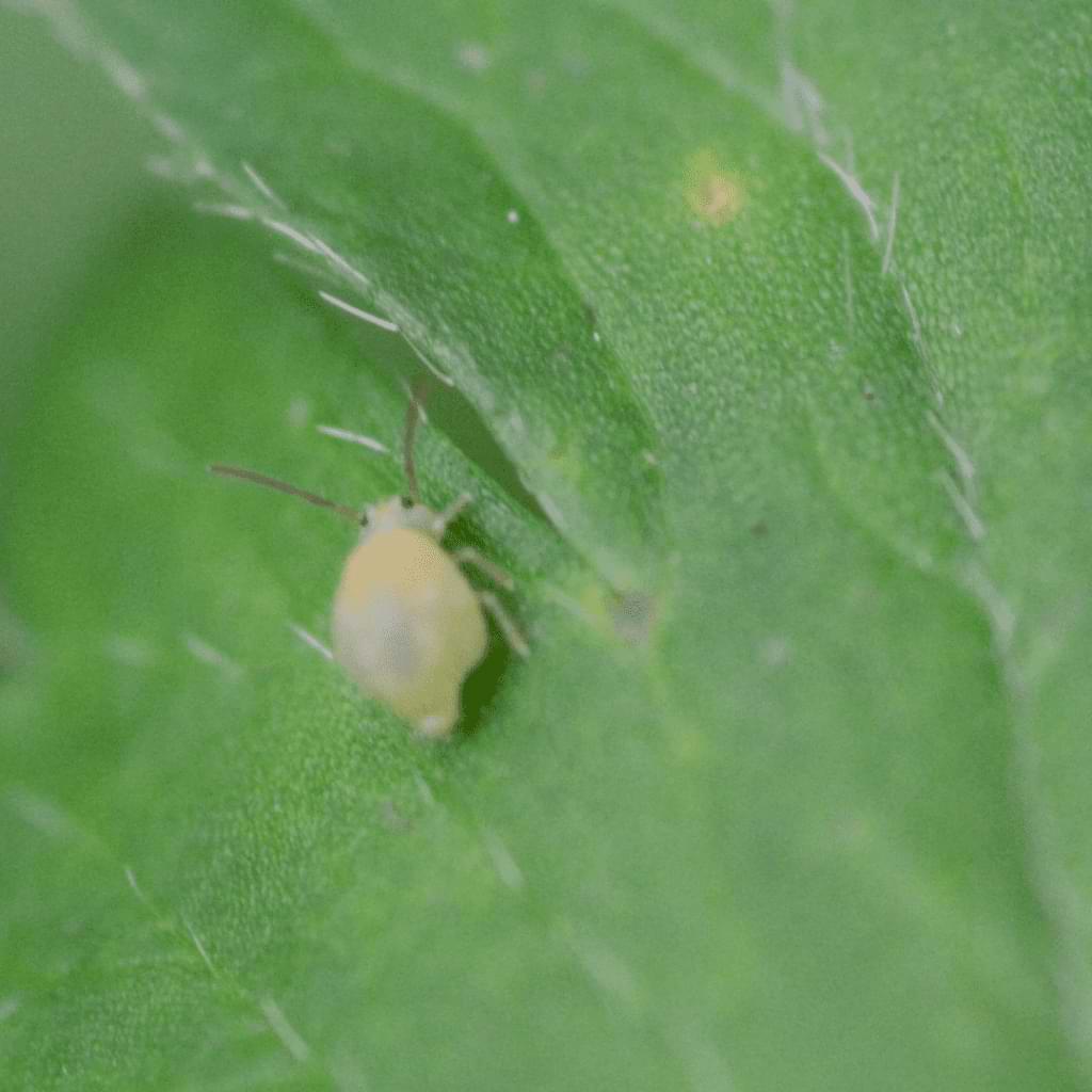Current plant pest control measures not working? Check out the best ways to get rid of thrips and springtails on fiddle leaf fig plants.