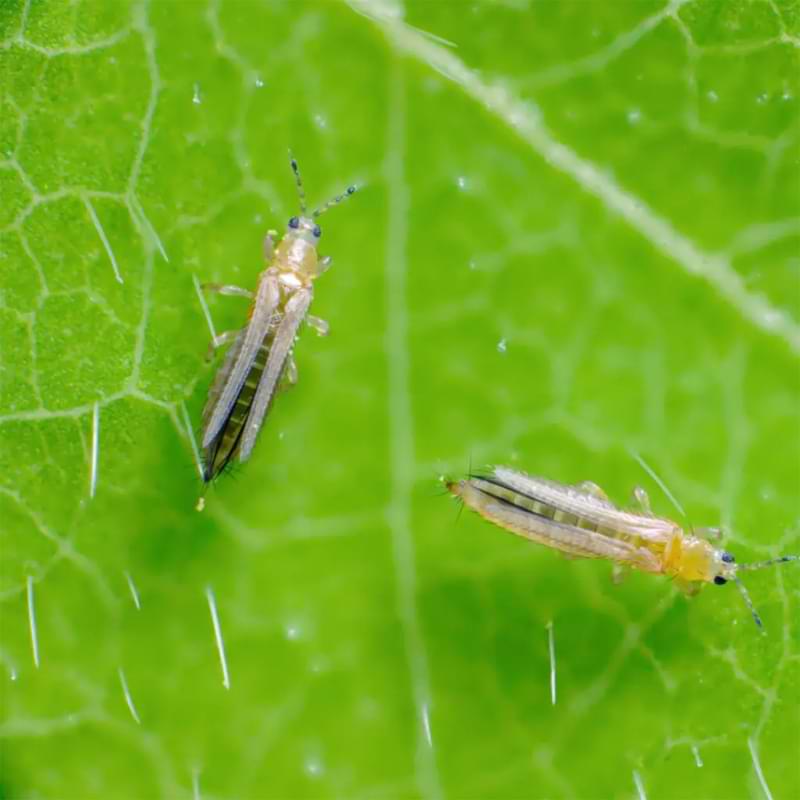 Not sure what pest is on your houseplant? Learn how to identify thrips and springtails in fiddle leaf figs to ensure an optimal growing environment.