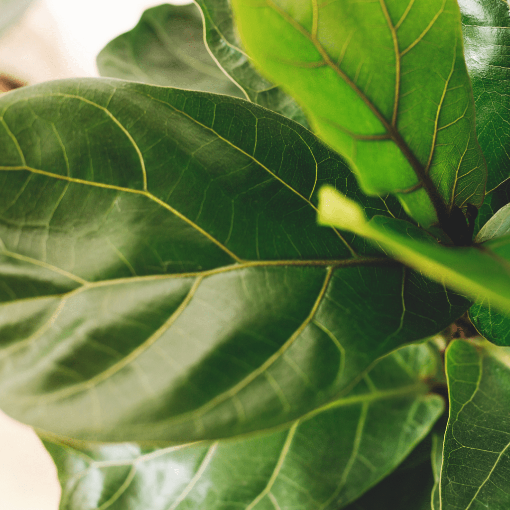 Close up of mature, green fiddle leaf fig leaves showing the benefits of large indoor plants and better air quality.