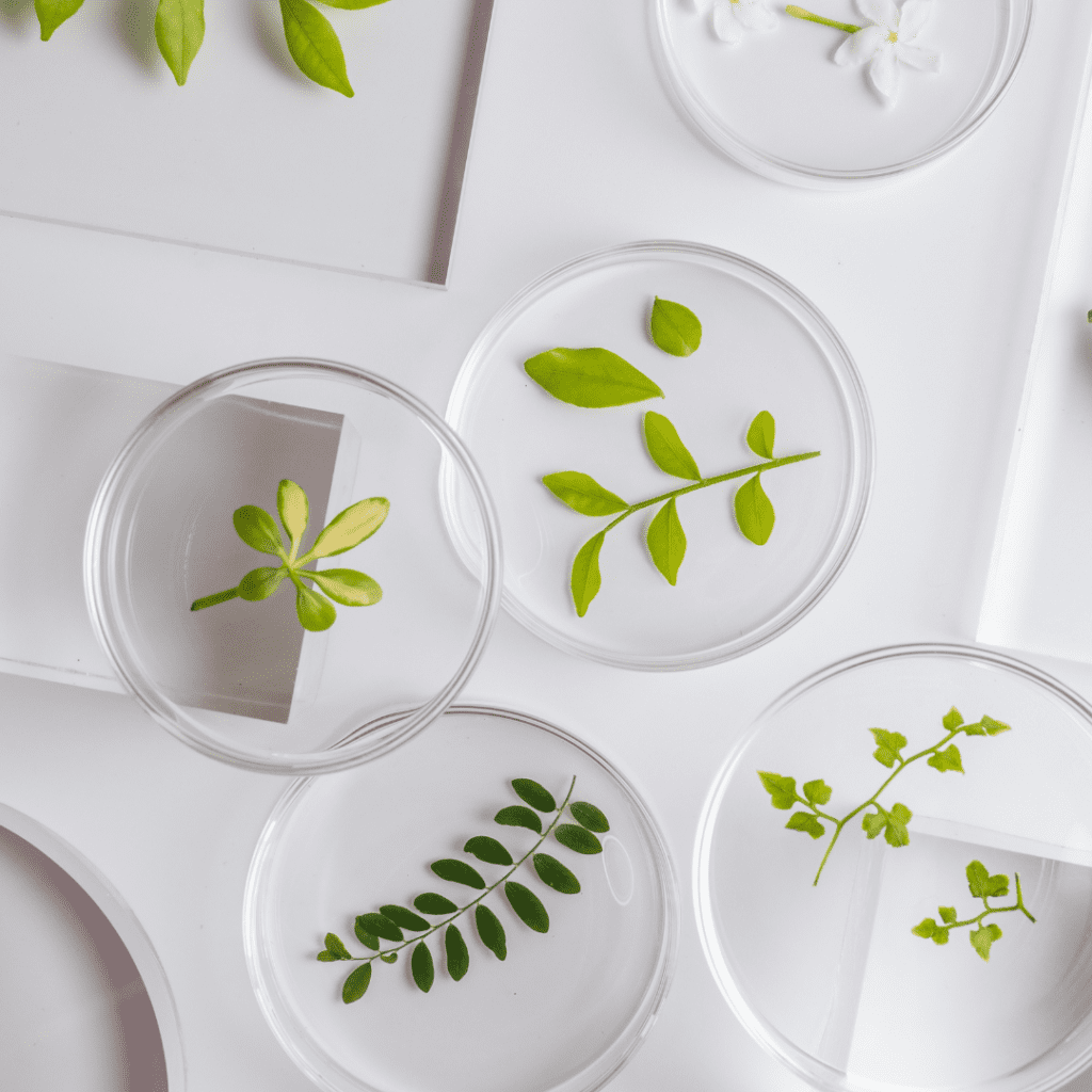 Indoor plants air quality experiment using multiple plant species in petri dishes on white glass table.