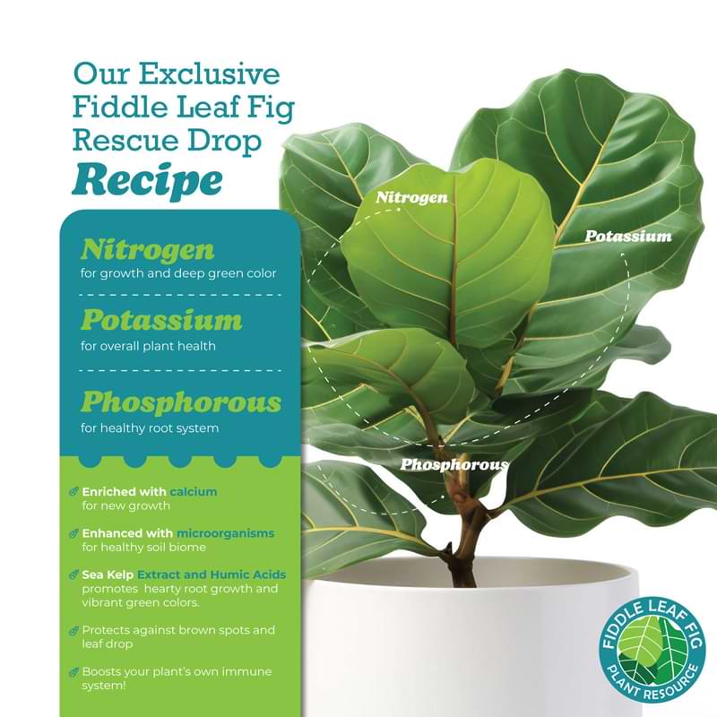 Fiddle Leaf Fig Rescue Drops 7 FLF Rescue Drop Product