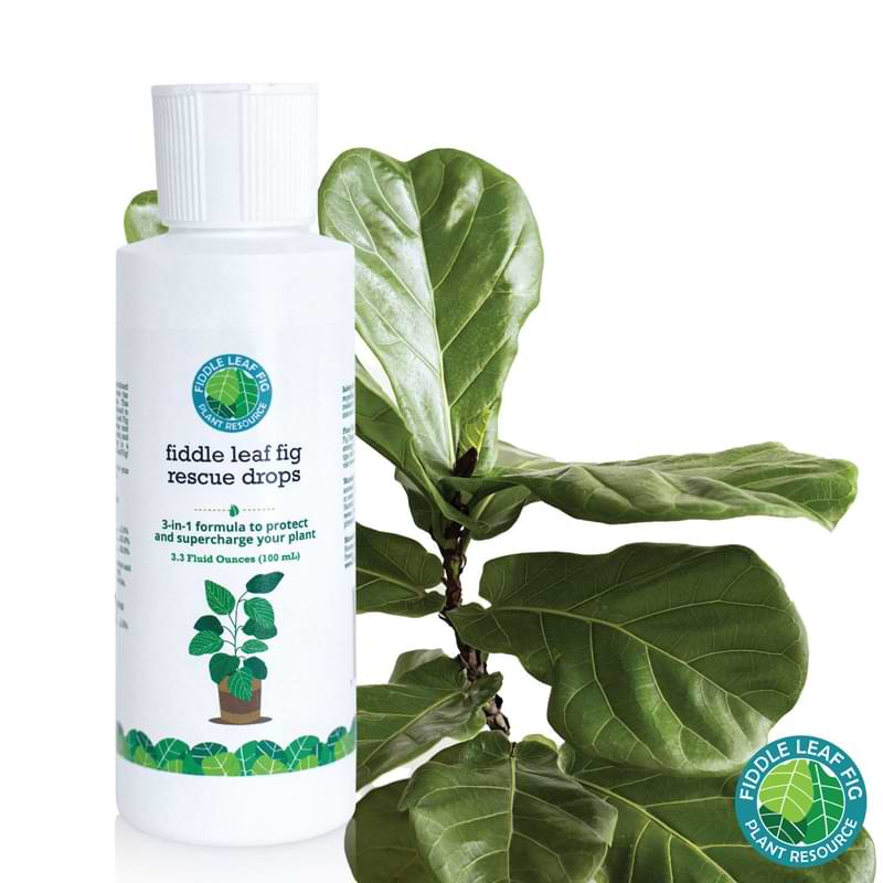 Fiddle Leaf Fig Rescue Drops 6 FLF Rescue Drop Product