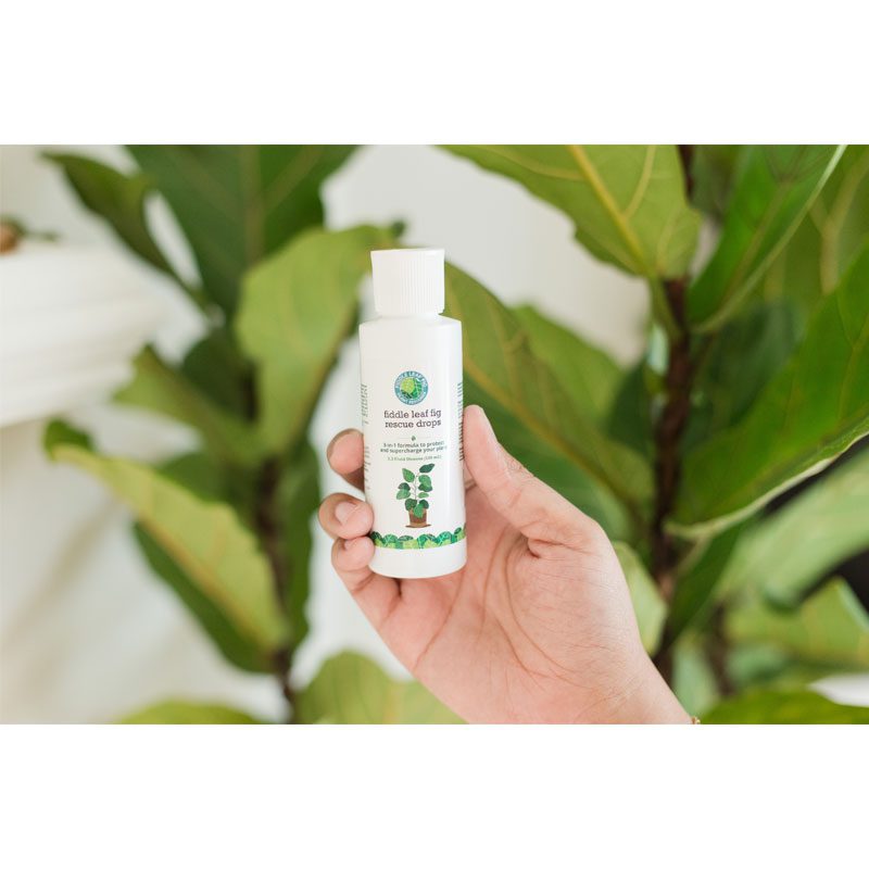 Fiddle Leaf Fig Rescue Drops 5 Fiddle Leaf Fig Rescue Drops