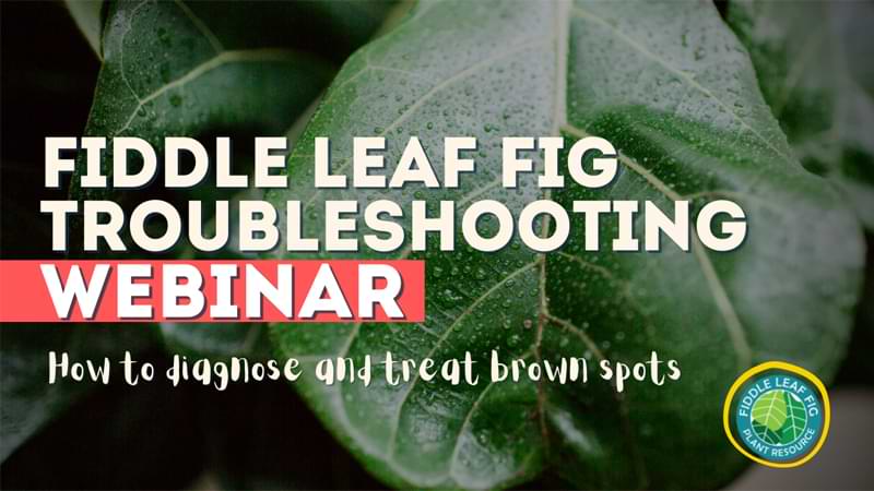 FLF Troubleshooting Webinar